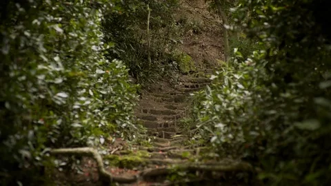 Ancient Path through Rainforest Stock Footage 70341148