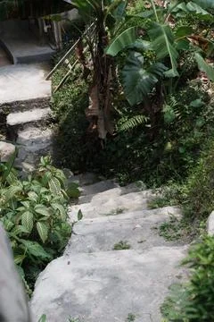 Ancient Pathway with Weathered Stone Steps Leading Through Lush Jungle Foliage Stock Photos