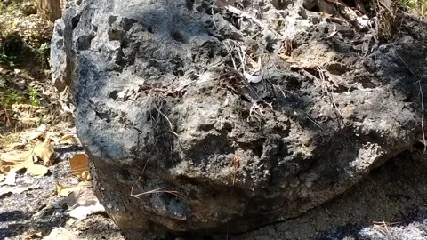 Ancient Petrified Wood Stone Stock-Footage 340018464