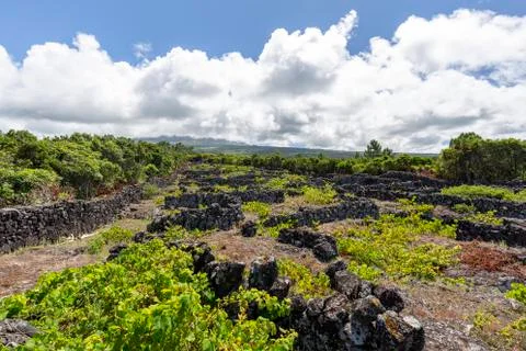 Ancient Pico Vineyards Stock Photos