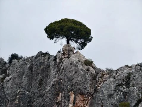 Ancient Pine Overlooking Cliffs, Twisted Pine Tree Standing On Jagged Precipice Stock Photos