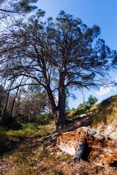 Ancient Pine Tree and Fallen Log on Hillside 스톡 사진