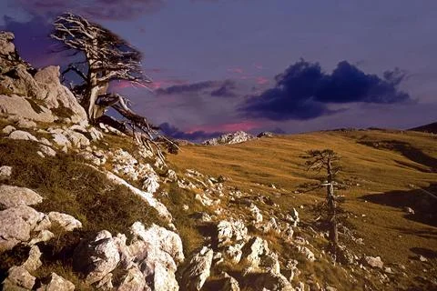 An ancient pine tree on a rocky mountainside. Stock-Fotos