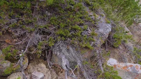Ancient Pine Tree Roots on a Rocky Slope in the North Caucasus Mountains Stock Footage 320854825