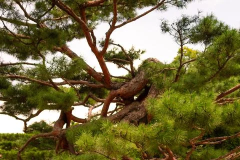 Ancient Pine Tree With Twisting Branches And Lush Green Needles Showcasing .. Stock Photos