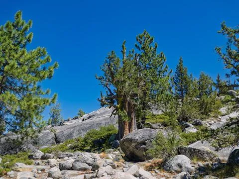 Ancient pine trees grow among granite rocks in mountains Stock Photos