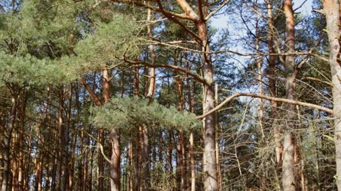 Ancient pines on a summer day 库存影片 153382657