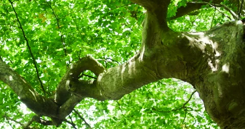Ancient Plane Tree Branch with Lush Green Leaves in Sunny Forest Stockbeeldmateriaal 330112399