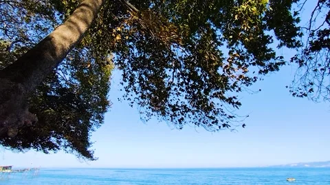 Ancient Plane Tree Branches Overlooking Calm Blue Sea and Pier in Ucmakdere Stock Footage 328326365