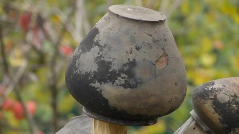 Ancient Pottery on an Old Snag Stock Footage 72435000