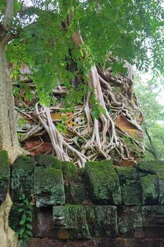 Ancient Prasat Pram Temple Wrapped in Tree Roots at Koh Ker, Cambodia Stock Photos
