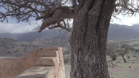 Ancient Prayer Site and Argan Tree, Ait Issafen, Morocco Stock Footage 332773604