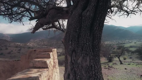 Ancient Prayer Site and Argan Tree, Ait Issafen, Morocco Stock Footage 332774121