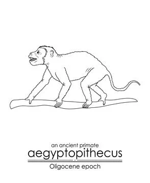 An ancient primate, aegyptopithecus from Oligocene epoch Stock Illustration