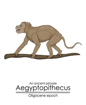 An ancient primate, aegyptopithecus from Oligocene epoch. Stock Illustration