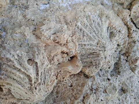 Ancient prints on stone. Stock Photos
