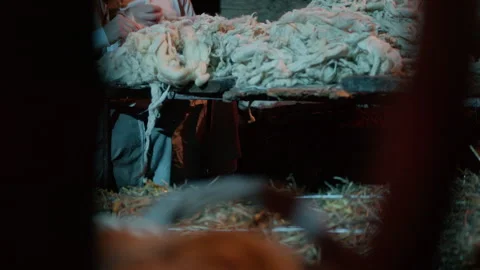 Ancient processing of sheep's wool Stock Footage 269960101