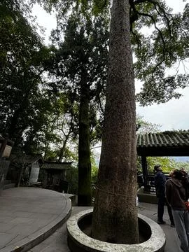 Ancient Protected Tree with Identification Tag at Erwang Temple Dujiangyan Stock-Fotos