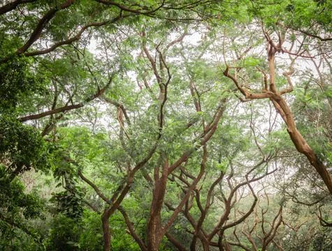 Ancient rain forest with dense trees taken at an elevation angle showing beau Foto stock