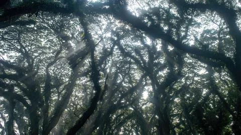 Ancient rain trees with mossy limbs and sun rays piercing mist in a lush tr.. Stock Photos
