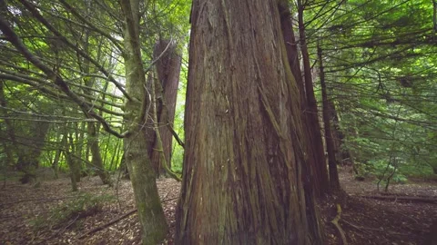 Ancient Redwood Forest on the Emerald Ridge and Tall Trees Trail, Redwood Nation Stock Footage 332417563