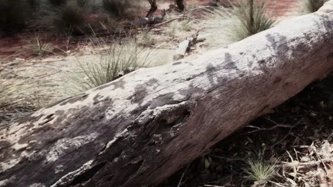 Ancient rock art found on a fallen tree in an Australian desert area Stock Footage 344157064