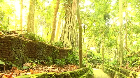 Ancient rocks and path way in the forest Stock Footage 41379324