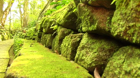 Ancient rocks covered with green moss in the forest Stock Footage 41379276