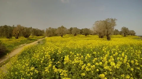 Ancient royal olive garden in winter in yellow colors under the wind Stock Footage 81628735