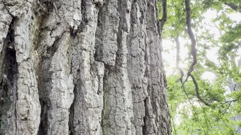 Ancient rugged timber bark upward panning Vídeos de archivo 334760208
