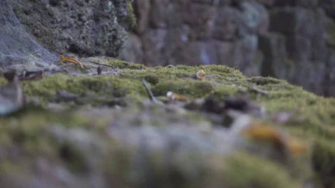 Ancient ruins moss on stone move left ta prohm temple Stock Footage 228706259