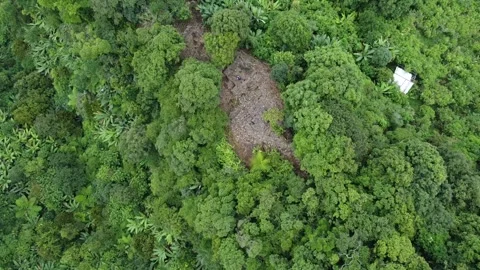 Ancient ruins next to a hut in the middle of the forest Video stock 278961606
