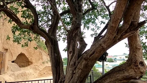 Ancient sacred pistachio tree at Saint Daniel complex in Samarkand Stock Footage 336454124