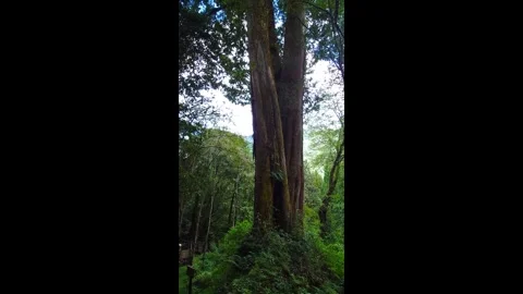 Ancient Sacred Tree in Alishan Forest Taiwan Towering Giant Cedar Stock Footage 332754609