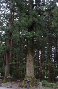 Ancient Sacred Tree Stock Photos