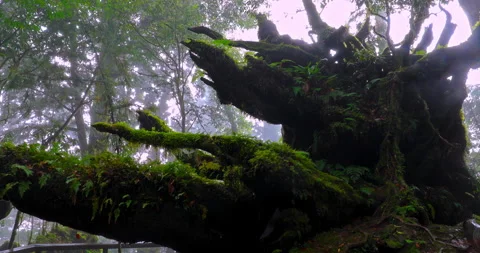 Ancient sacred trees standing for thousands of years in the primeval forest.. 库存影片 334133783