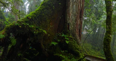 Ancient sacred trees standing for thousands of years in the primeval forest.. 库存影片 334133789