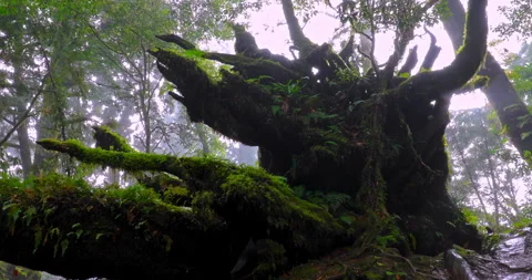 Ancient sacred trees standing for thousands of years in the primeval forest.. 库存影片 334133790