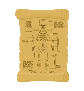 Ancient scroll of skeleton. Archaic papyrus of anatomical Structure of man... Stock Illustration