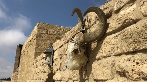 Ancient scull Video stock 80535557