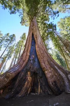 Ancient Sequoia Tree Burnt Trunk and Towering Canopy in Lush Forest Perspective 스톡 사진