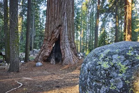 Ancient Sequoia Tree With Hollow Trunk And Mossy Boulder In Sunlit Forest Fotos Stock