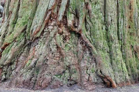 Ancient sequoia tree trunk on Mainau Island Germany 写真素材