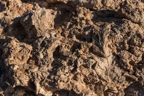 Ancient shell print on the ancient historical seabed. Egypt, Red Sea. Backg.. Stock Photos