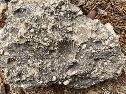 Ancient shell print on stone found on Monte Pellegrino mountain in Sicily, It Stock Photos
