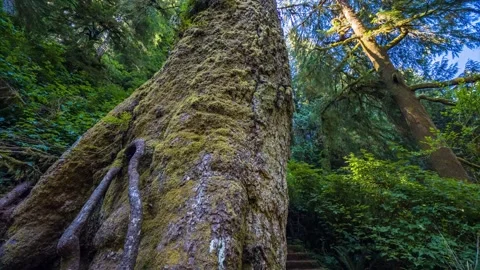 Ancient Sitka Spruce Tree Base and Roots on the Giant Spruce Trail, Cape Perpetu Stock Footage 326716345