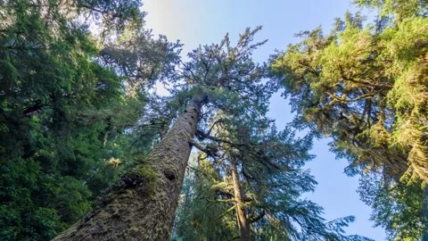 Ancient Sitka Spruce Tree on the Giant Spruce Trail in Cape Perpetua, Oregon Coa Stock Footage 326716208
