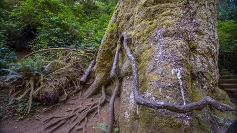 Ancient Sitka Spruce Tree with Gnarled Roots on Forest Trail in Coastal Oregon Stock Footage 326716339
