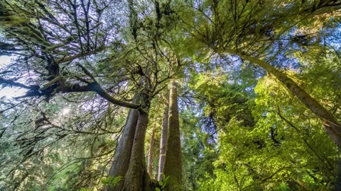 Ancient Sitka Spruce Trees on the Giant Spruce Trail, Cape Perpetua, Oregon Coas Stock Footage 326716058