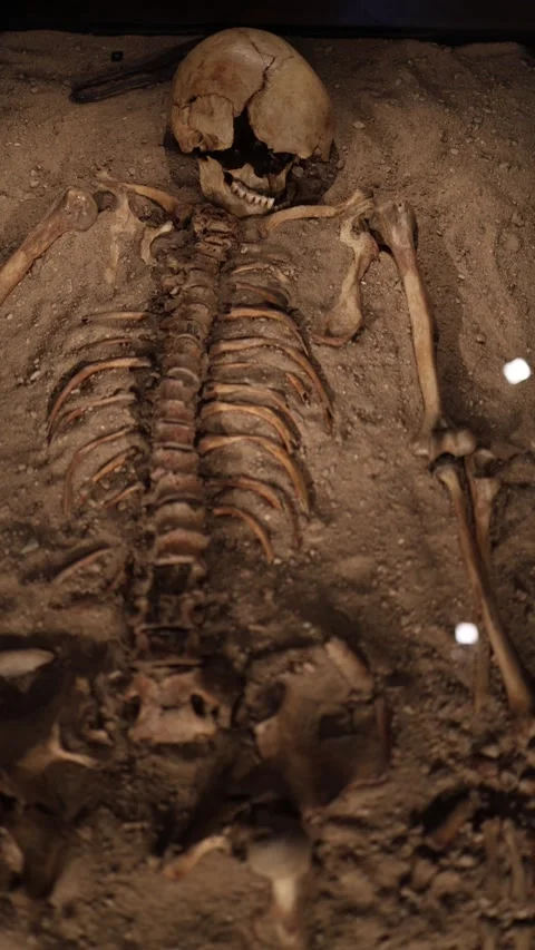 An ancient skeleton carefully excavated and displayed in sand, showing details o Stock Footage 289637945